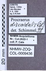 Etikett zu Procraerus nigroapicalis (Schimmel, 2003)